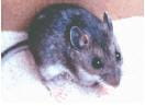 Deer mouse
