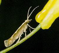 Adult diamondback moth