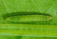 Diamondback moth larva