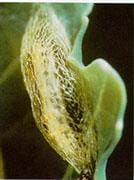 Diamondback moth pupa