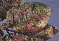 early blight on leaves