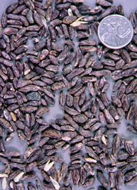 Ergot bodies selected from infected wheat heads