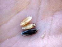 Ergot body next to wheat kernels