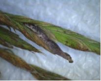 Ergot