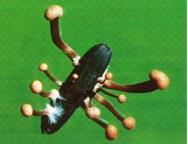 Ergot body that has germinated