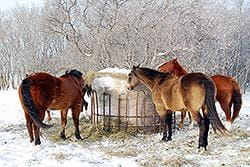 horses feeding