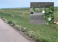 Field bindweed