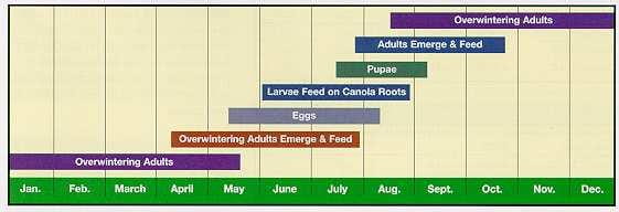 Flea beetle life cycle