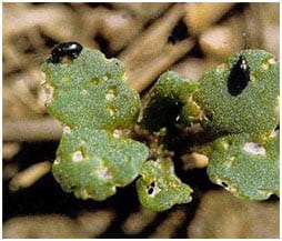 Flea beetles