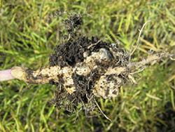 White fleshy clubroot gall