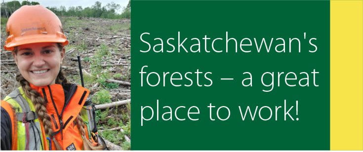 Forestry Career page banner