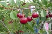 Dwarf sour cherries