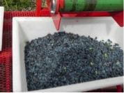 Mechanically harvested haskap