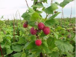 Nova raspberries