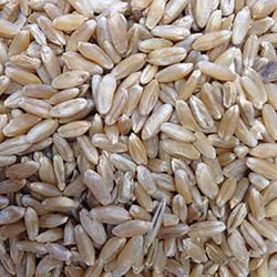 Seed sample containing fusarium damaged kernels