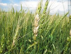 Bleaching caused by fusarium head blight in wheat