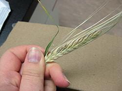 Dark spots caused by fusarium head blight in barley