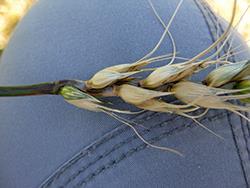 Orange spores visible at base of glumes