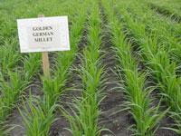 Golden German Millet