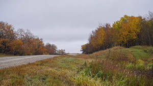  Gravel road curving through a rural landscape with grassy ditches and autumn trees in shades of orange, yellow, and green under an overcast sky.