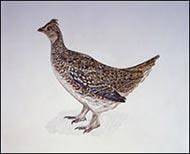 Sharp-Tailed Grouse