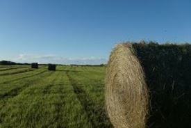 Hay bales in a forage field in Southern Saskatchewan