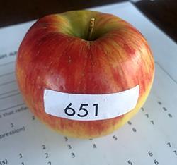 Honeycrisp apple