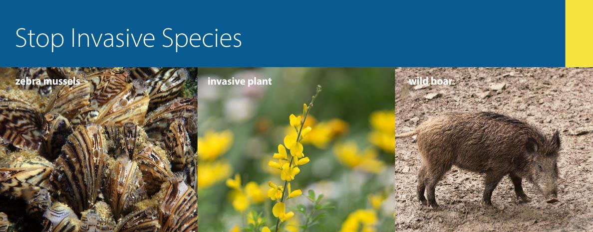 Invasive species banner