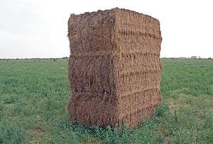 Square bales