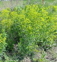 Leafy spurge