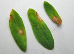 Ascochyta on lentil leaflets