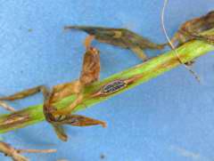 Anthracnose on lentil stem