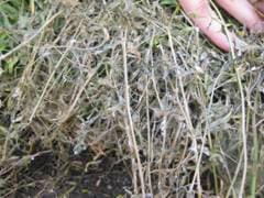 Sclerotinia/botrytis on lentil