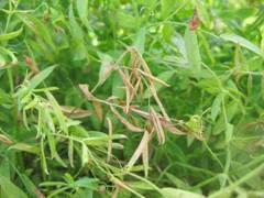 Stemphylium blight on lentil