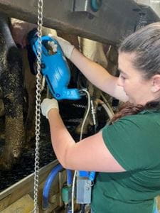 Livestock and Feed Extension Specialist using an acoustic pulse applicator on a cow. 