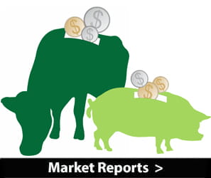 Livestock Market Reports