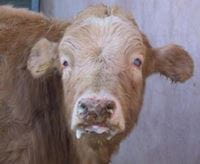Cow with corneal opacity, salivation, encrusted muzzle