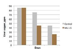 Chart: Effect of copper antagonists