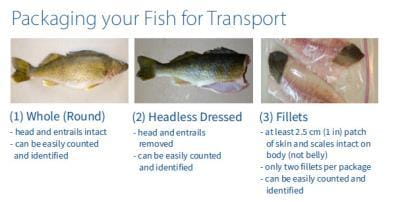 package your fish for transport