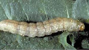 pale western cutworm