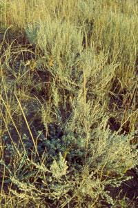 Pasture sage in flower