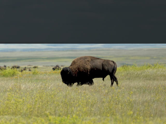 A herd of buffalo eat grass on the Saskatchewan plains underneath a blue sky dotted with clouds. One buffalo stands proudly in the foreground of the shot. 