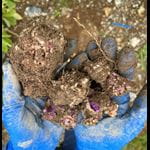 infected potato tuber