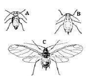 Insect stages