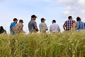 A group of people wearing caps and casual clothing stand in a lush field of tall grain. The photo is taken from a low angle, with the green stalks in the foreground and the individuals facing away from the camera