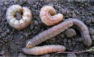 Red-backed cutworm
