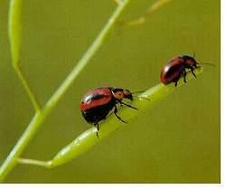 Adult red turnip beetles