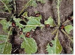 Adult beetles feeding