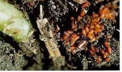 Red turnip beetle egg cluster