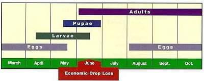 Red turnip beetle life cycle